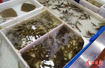 旧时高档海鲜基围虾,如今&ldquo;游&rdquo;入寻常百姓家